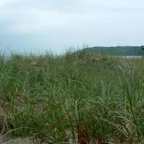 American Beach Grass