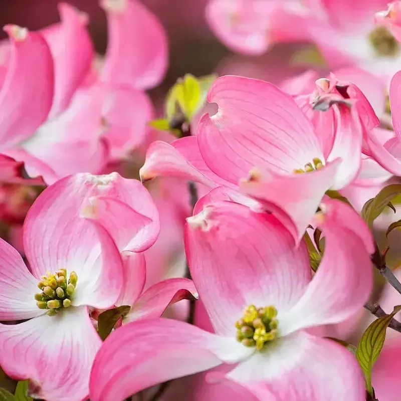 American Beauty Dogwood