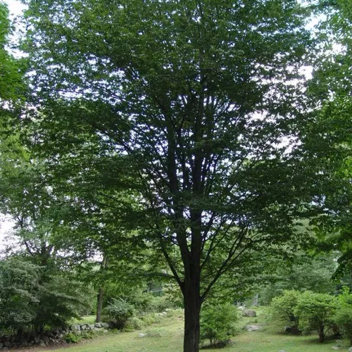 American Beech Tree