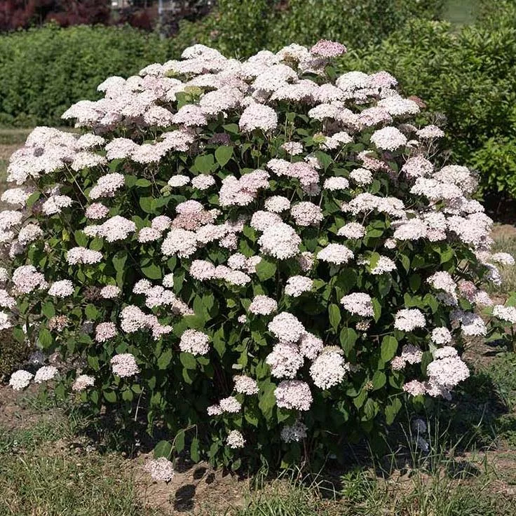 American Lace™ Pink Hydrangea
