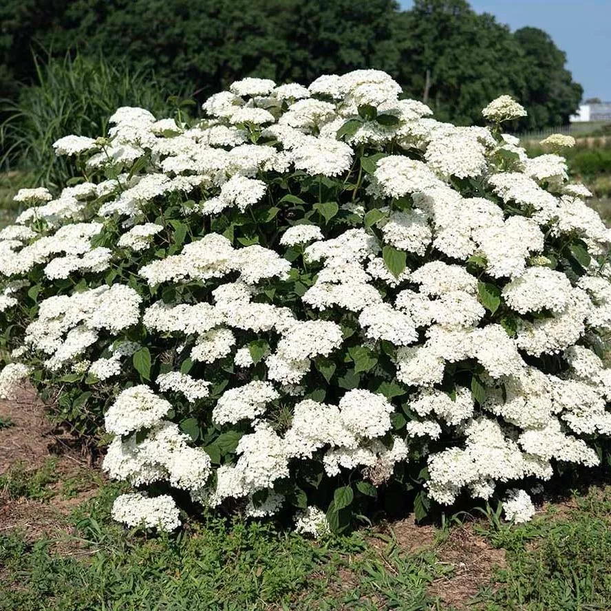 American Lace™ White Hydrangea