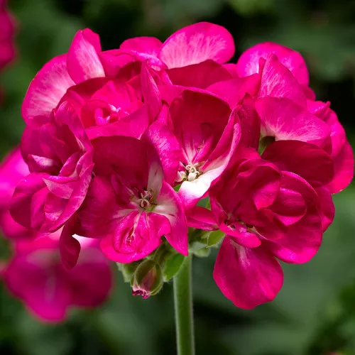Americana Violet Ice Zonal Geranium