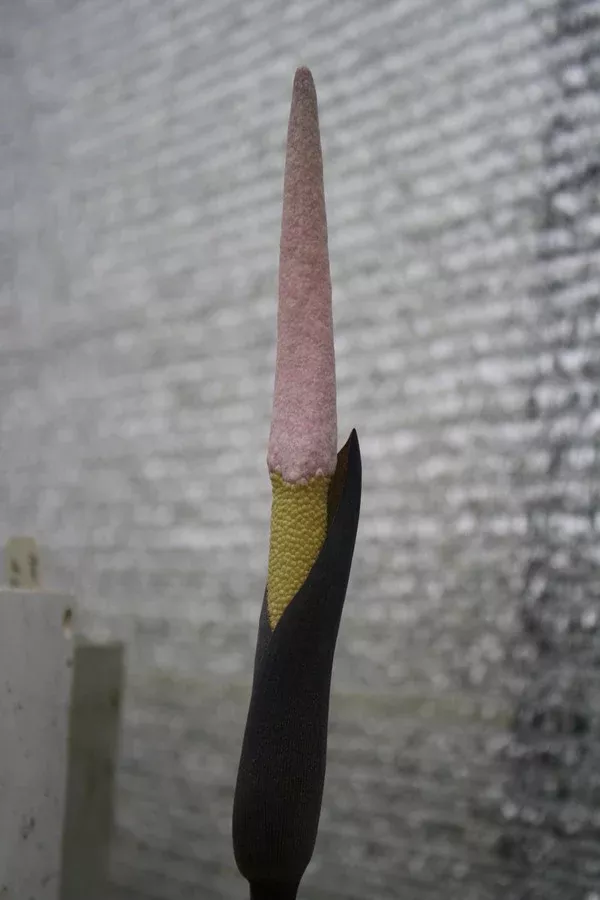 Amorphophallus brevispathus