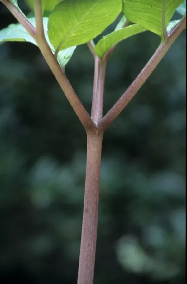 Amorphophallus carneus