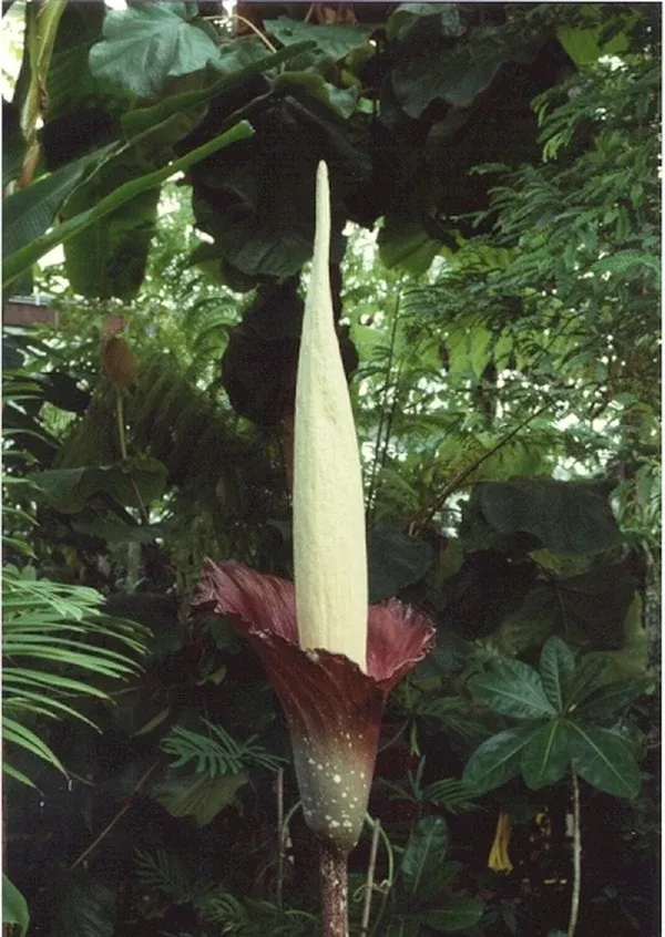 Amorphophallus decus-silvae x variabilis