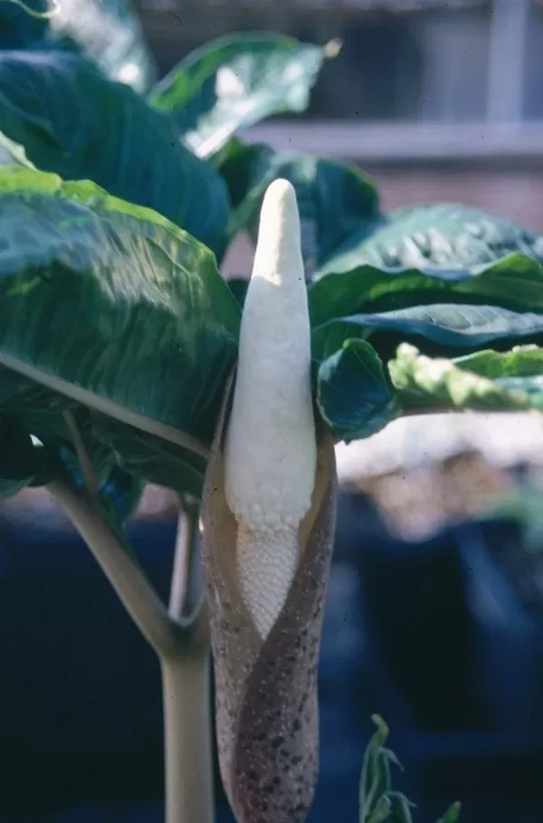 Amorphophallus excentricus PDN #1