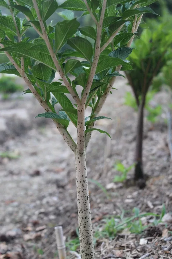 Amorphophallus konjac 'Leo Song'