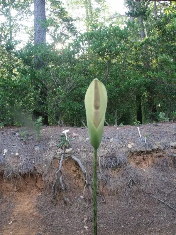 Amorphophallus krausei Kew Form