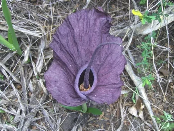 Amorphophallus mossambicensis Inhajange Form