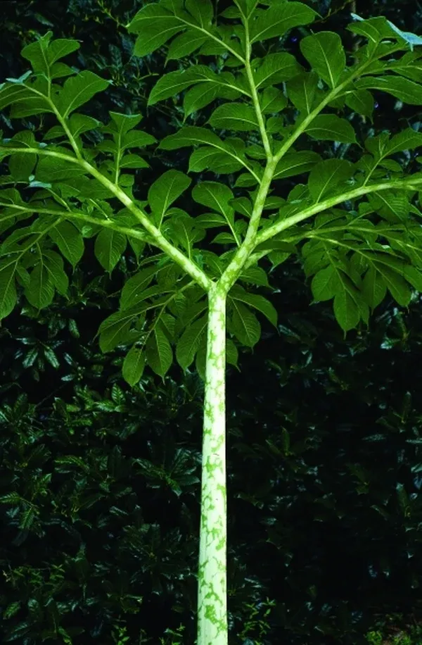 Amorphophallus paeoniifolius 'Gajendra'