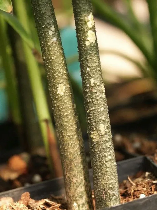 Amorphophallus paeoniifolius PDN #22