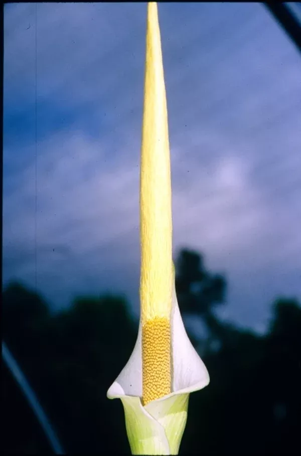 Amorphophallus variabilis
