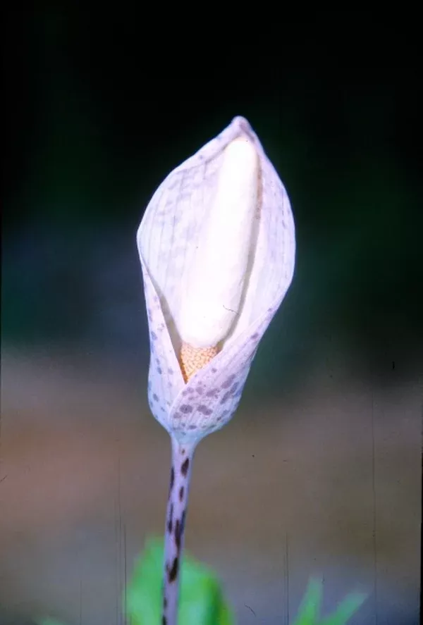 Amorphophallus verticillatus PDN #1