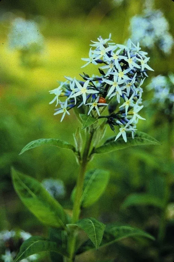 Amsonia ludoviciana