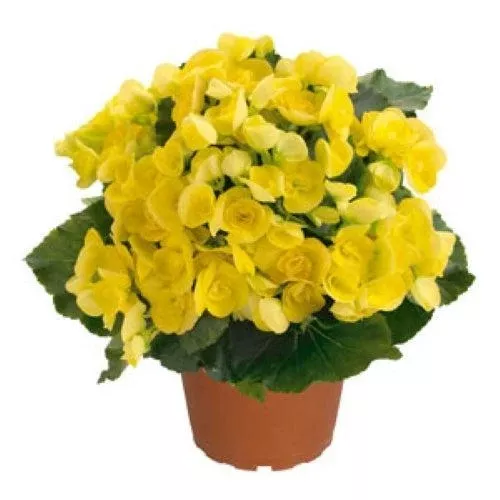 Amstel Blitz Rieger Begonia