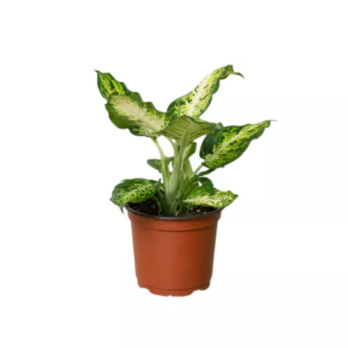 Amy Dieffenbachia