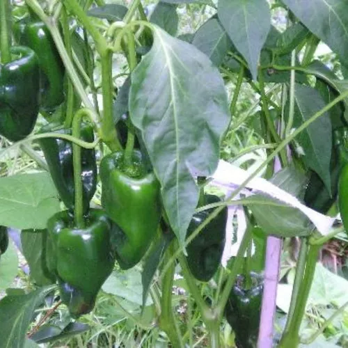 Ancho Poblano Hot Pepper Plant