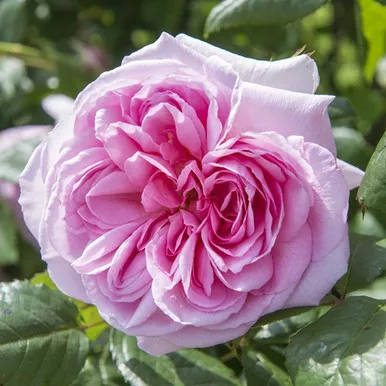 The Ancient Mariner David Austin Rose