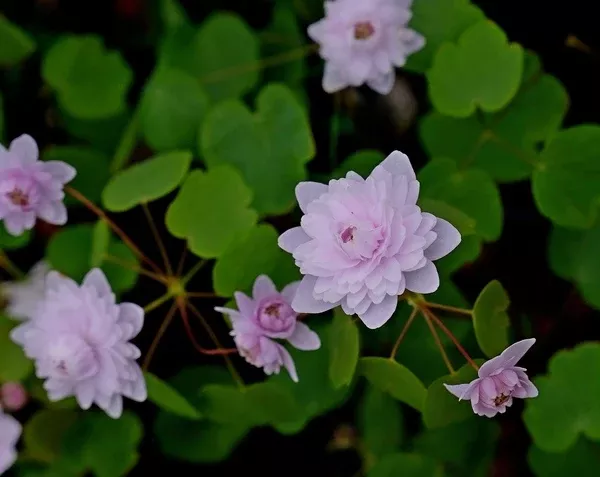 Anemonella thalictroides 'Shiozaki'