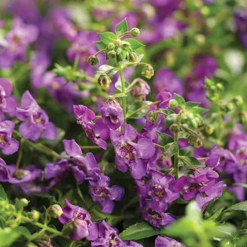 Angelface Cascade Blue Summer Snapdragon
