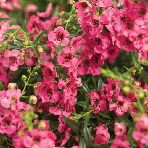 Angelface Cascade Pink Summer Snapdragon