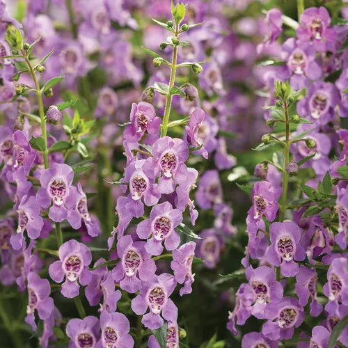 Angelface Steel Blue Summer Snapdragon