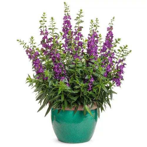Angelface Super Blue Summer Snapdragon