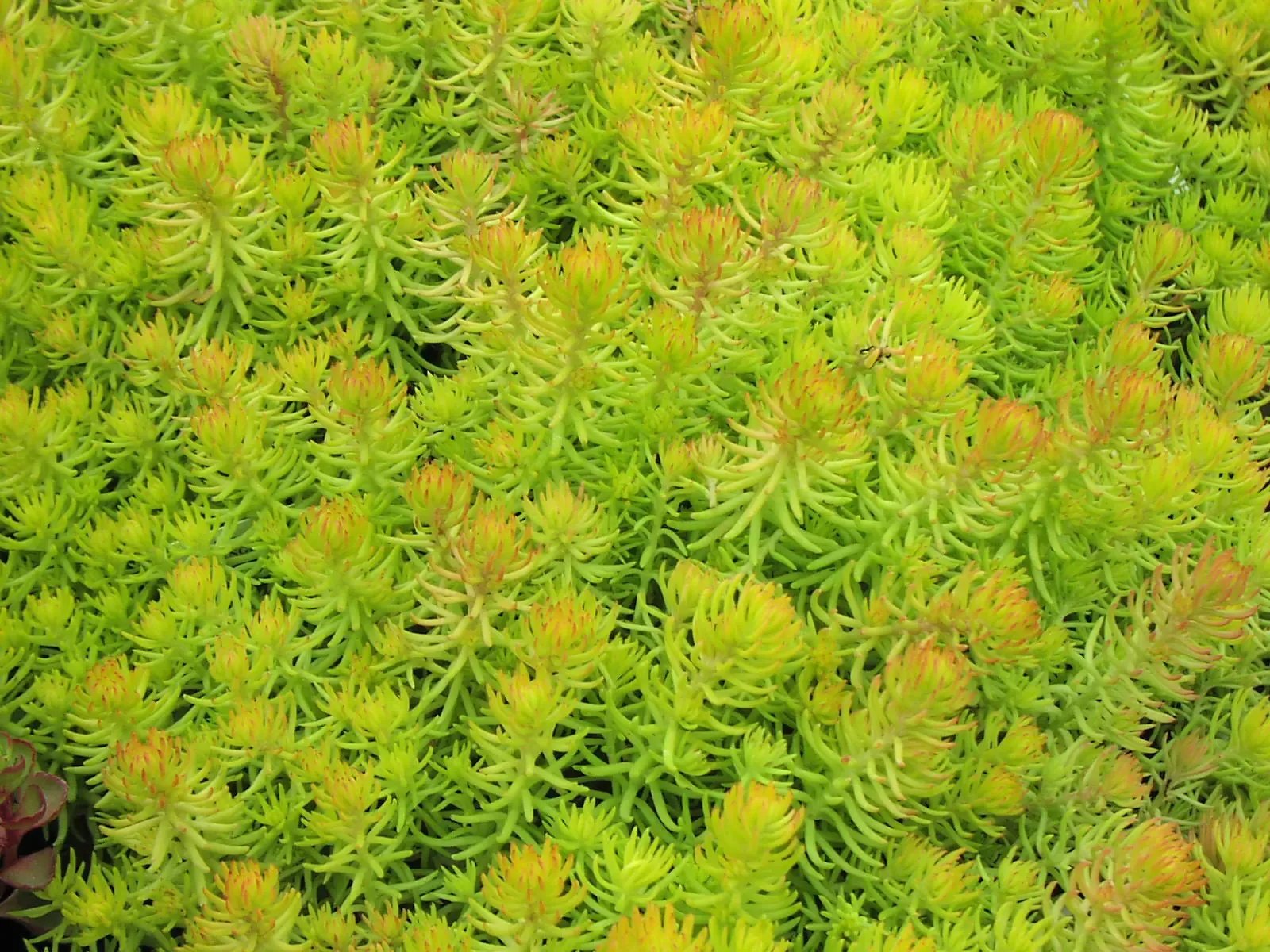 Angelina Creeping Sedum