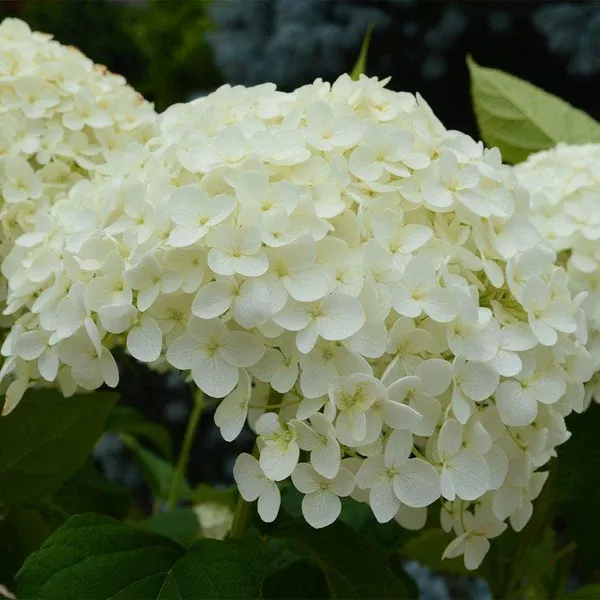 Annabelle Smooth Hydrangea# 7 Container
