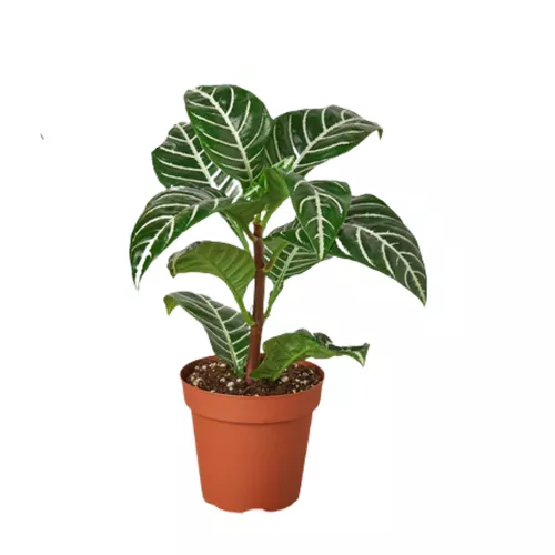 Aphelandra Zebra Plant