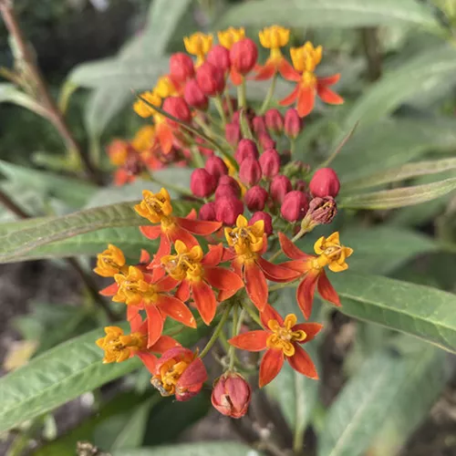 Apollo Orange Milkweed