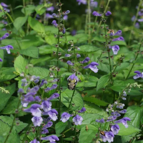 Appalachian Blues Skullcap