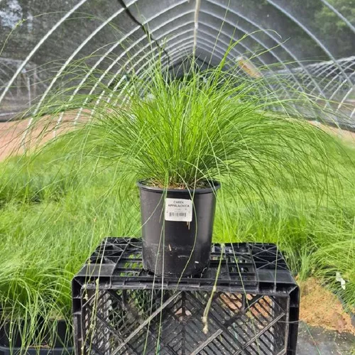 Appalachian Sedge Grass