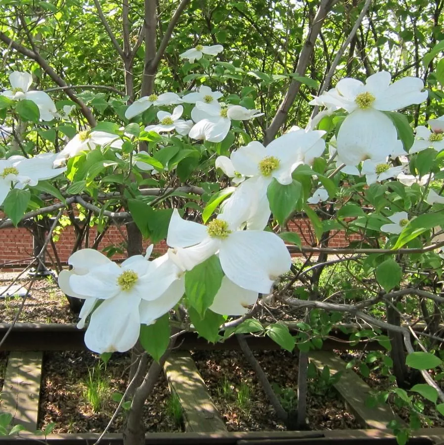 Appalachian Snow Dogwood