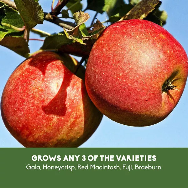 Apple 3-in-1 (Combo 2) Tree