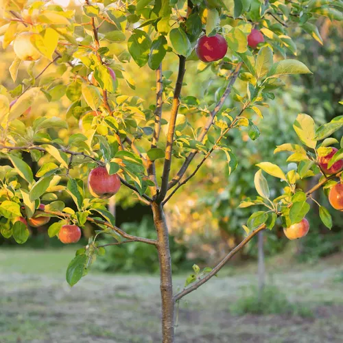 Apple Orchard Trees (4-Pack)