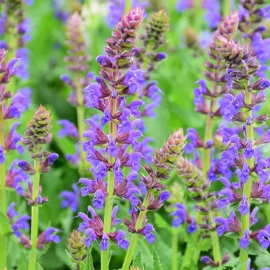 April Night Meadow Sage