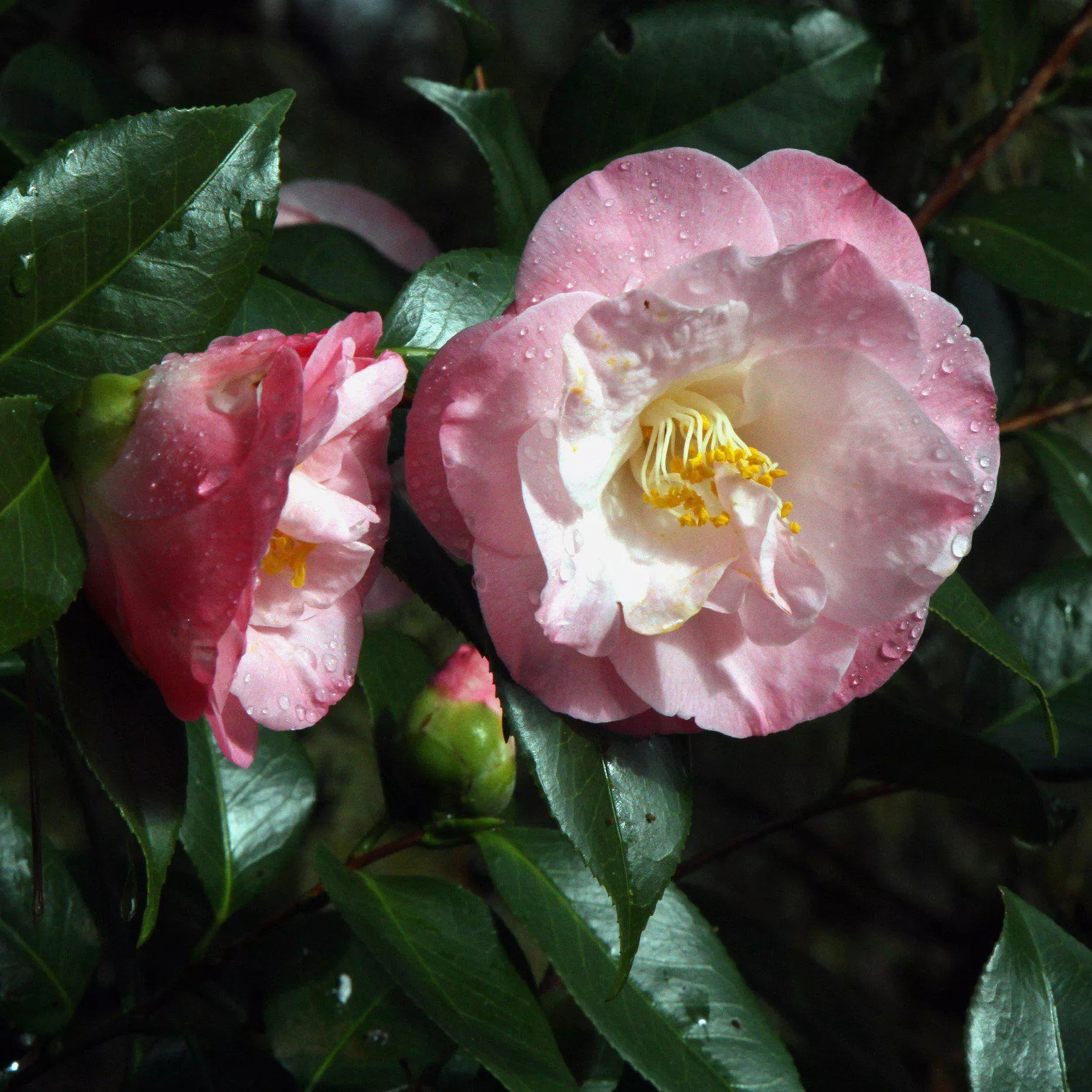 April Remembered Ice Angels Camellia