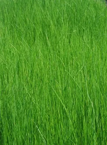 Aquatic Plant -Bull Rush