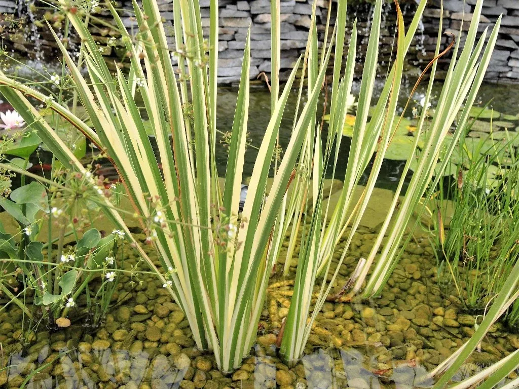 Aquatic Plant - Variegated Sweet Flag