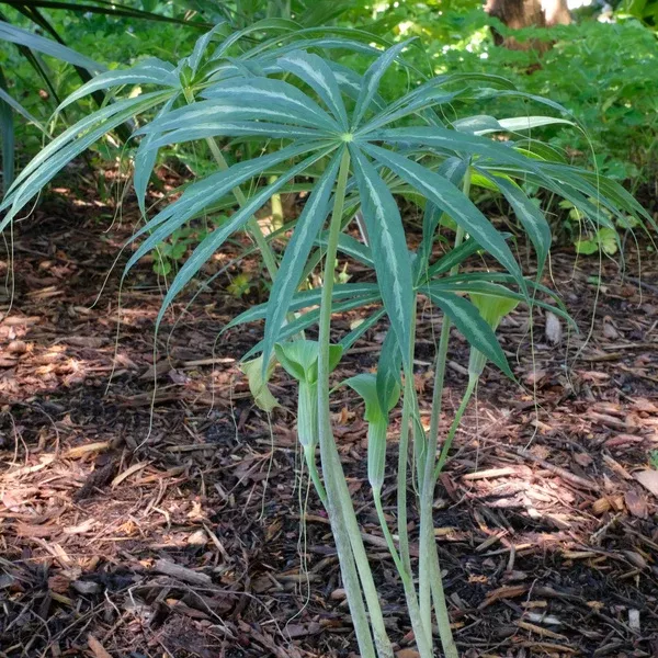 Arisaema consanguineum Silver Center