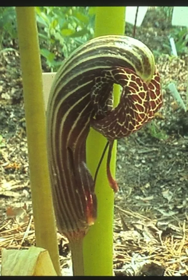 Arisaema dahaiense