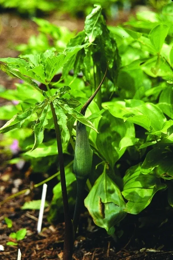 Arisaema exappendiculatum