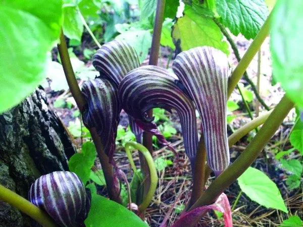 Arisaema franchetianum 'Hugo'