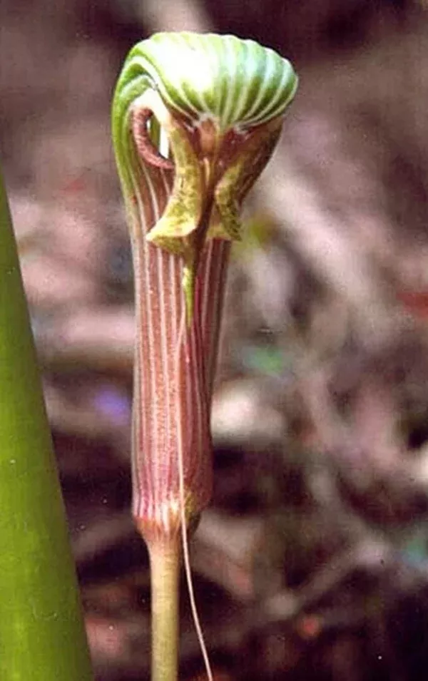 Arisaema galeatum