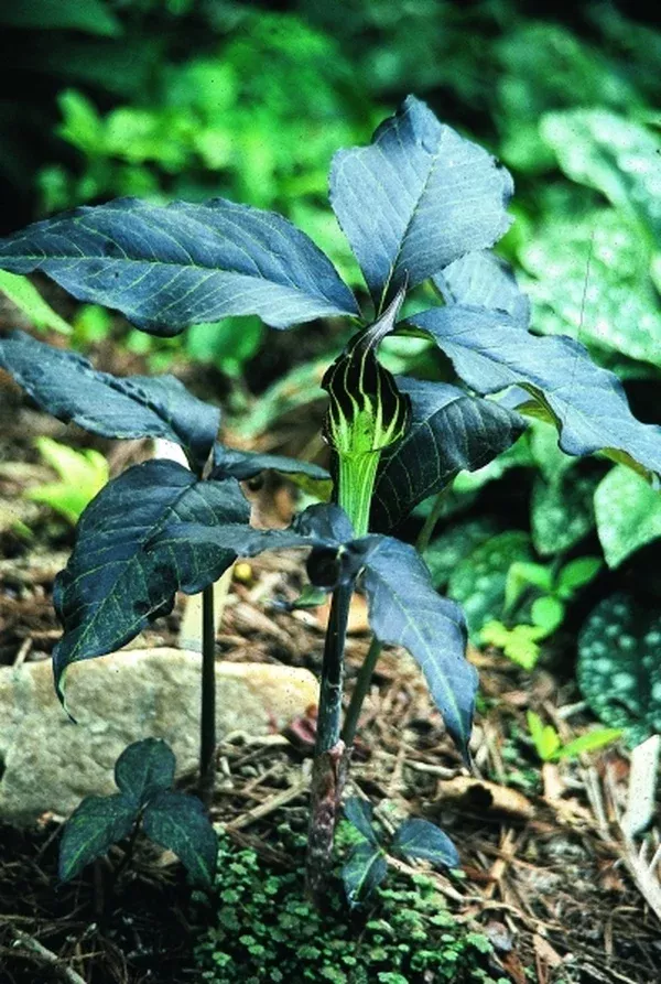 Arisaema triphyllum 'Black Jack'