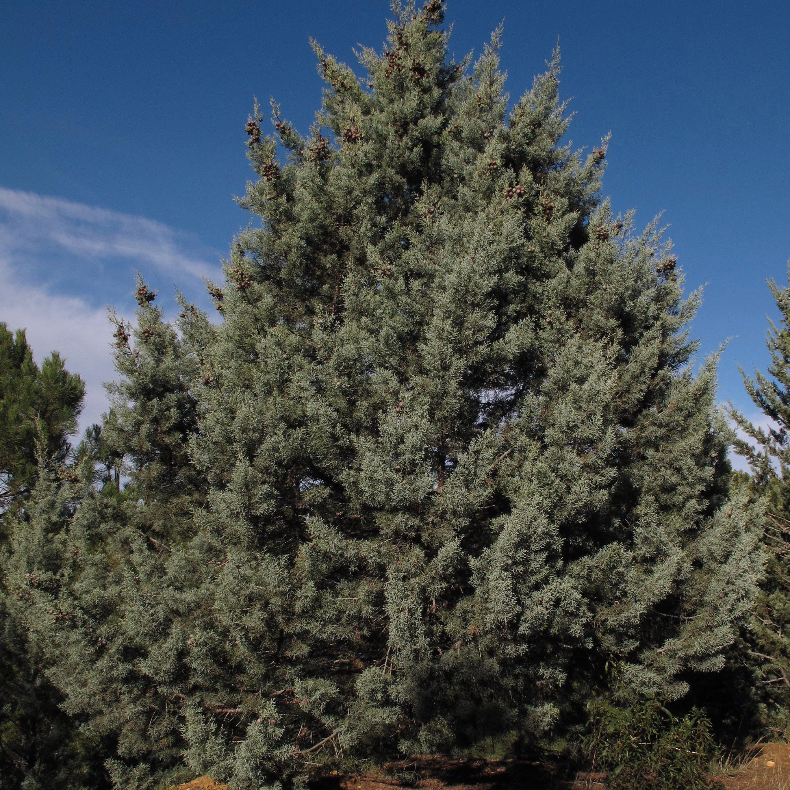 Arizona Cypress