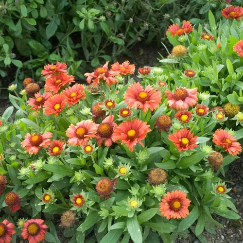 Arizona Red Blanket Flower