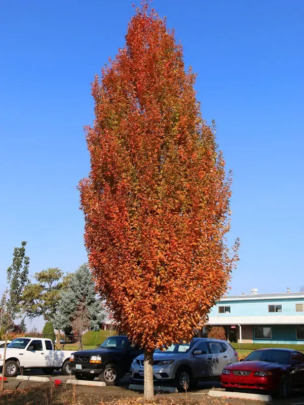 Armstrong Gold Maple