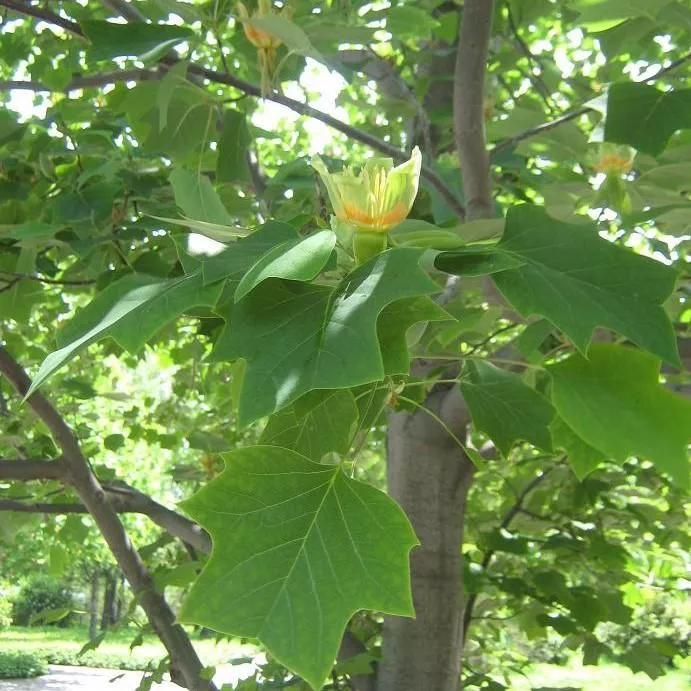 Arnold Yellow Tulip Poplar